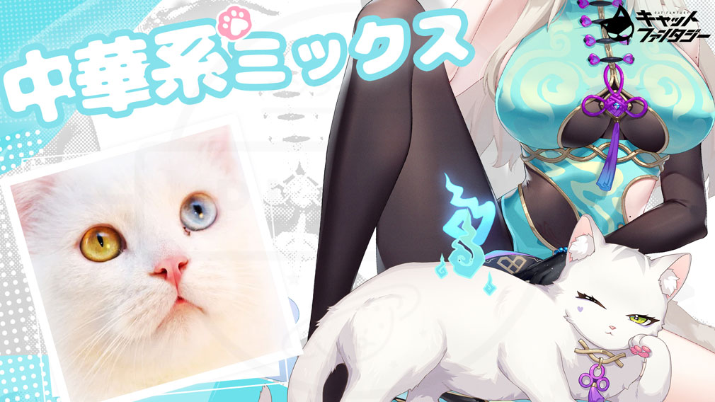 キャットファンタジー（Cat Fantasy）　祈のモデル猫『中華系ミックス（白猫）』紹介イメージ