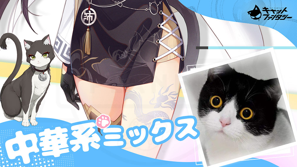 キャットファンタジー（Cat Fantasy）　雲沛のモデル猫『中華系ミックス（黒白猫）』紹介イメージ