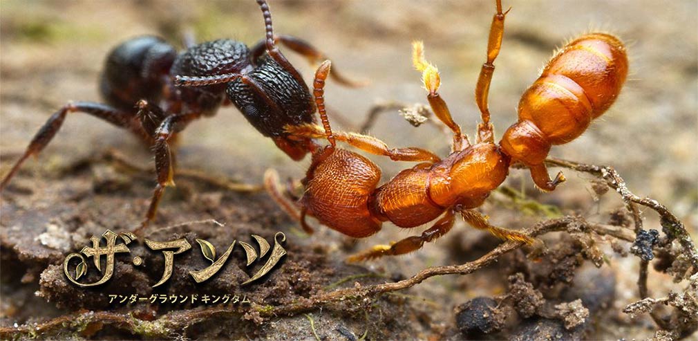 ザ・アンツ アンダーグラウンド キングダム キービジュアル